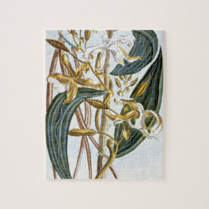 Vanilla pods, plate 65, from 'Collection Precieuse Jigsaw Puzzle