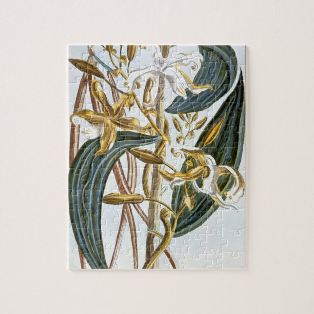 Vanilla pods, plate 65, from 'Collection Precieuse Jigsaw Puzzle (Vertical)