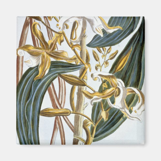 Vanilla pods, plate 65, from 'Collection Precieuse Magnet (Front)