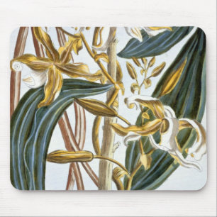 Vanilla pods, plate 65, from 'Collection Precieuse Mouse Pad