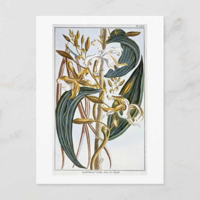 Vanilla pods, plate 65, from 'Collection Precieuse Postcard (Front)