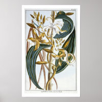 Vanilla pods, plate 65, from 'Collection Precieuse