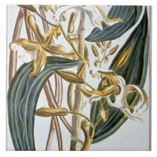 Vanilla pods, plate 65, from 'Collection Precieuse Tile