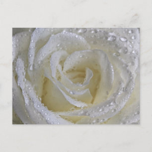 Vanilla Rose Postcard