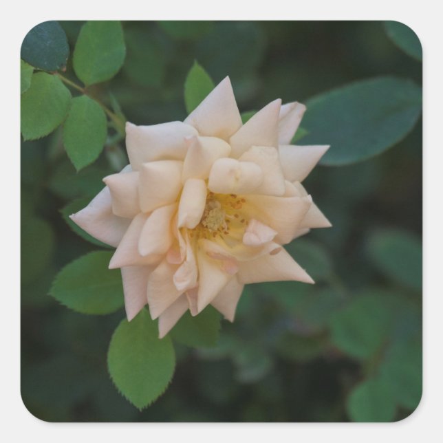 Vanilla Rose Square Sticker (Front)