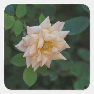 Vanilla Rose Square Sticker