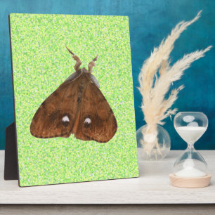 Vapourer Moth Plaque