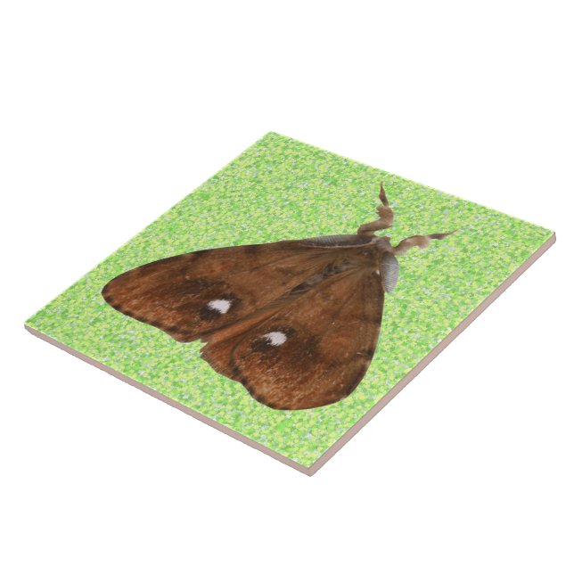 Vapourer Moth Tile (Side)