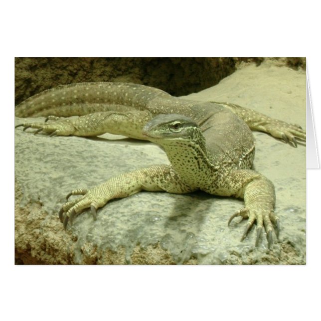 Varanus gouldii (Front Horizontal)