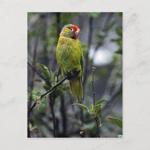 Varied lorikeet, Australia Postcard
