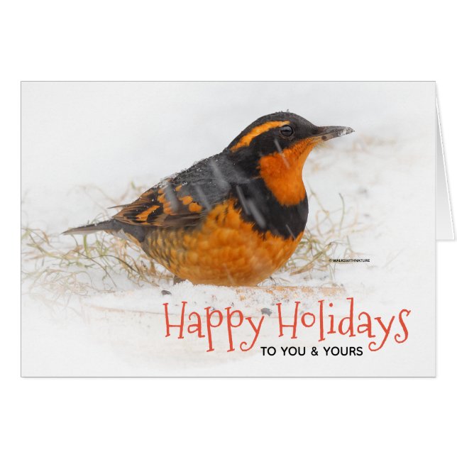 Varied Thrush in the Snow Christmas Holiday (Front Horizontal)