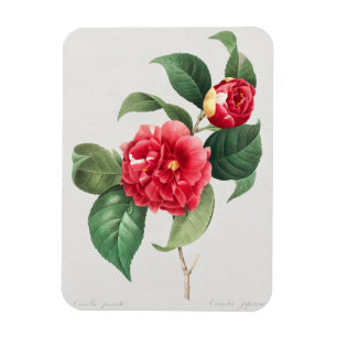 Variegated Camellia, Pierre-Joseph Redouté, 1833 Magnet