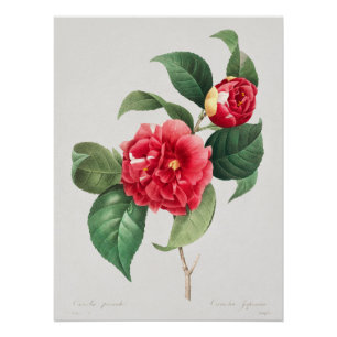Variegated Camellia, Pierre-Joseph Redouté, 1833 Poster