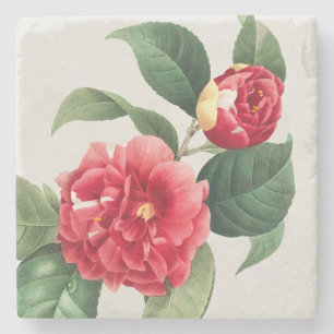 Variegated Camellia, Pierre-Joseph Redouté, 1833 Stone Coaster