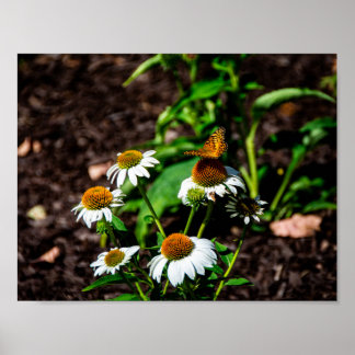 Variegated Fritillary Butterfly Poster