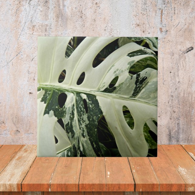Variegated Monstera Plant Botanical Ceramic Tile (In Situ)