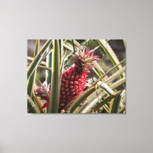 Variegated Pineapple Growing in the Rainforest Canvas Print