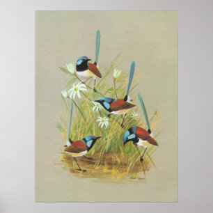 Variegated Wren - Malurus lamberti Poster
