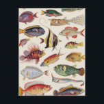 Varieties of Fish Postcard<br><div class="desc">A pattern created with vintage fish illustrations from a 1930’s edition of The Children’s Encyclopaedia published by Arthur Mee.</div>