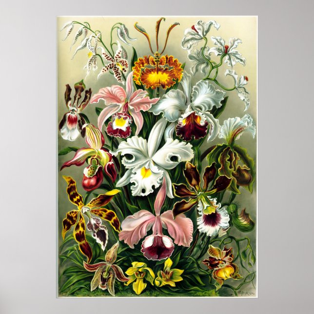 Varieties of Orchids lithographic by Ernst Haeckel Poster (Front)