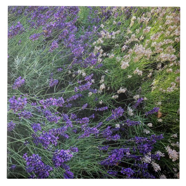 Variety of Lavender Ceramic Tile (Front)