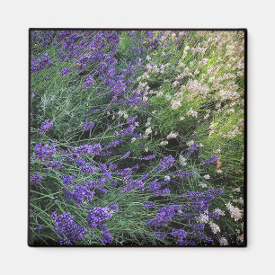 Variety of Lavender Magnet