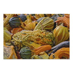 Variety of squash photo print