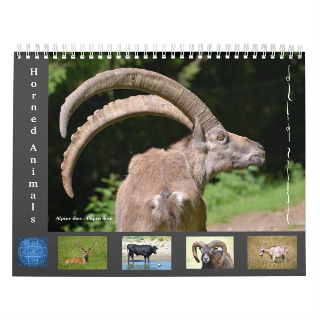 Various animals 12 month calendar (Cover)