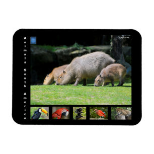Various animals of South America Magnet