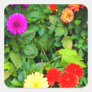 Various Dahlias #1-1 Stickers