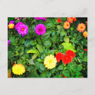 Various Dahlias #1 Postcard