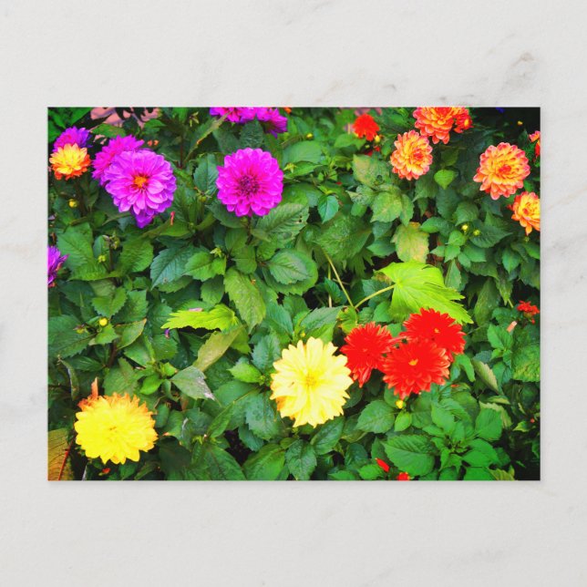 Various Dahlias #1 Postcard (Front)