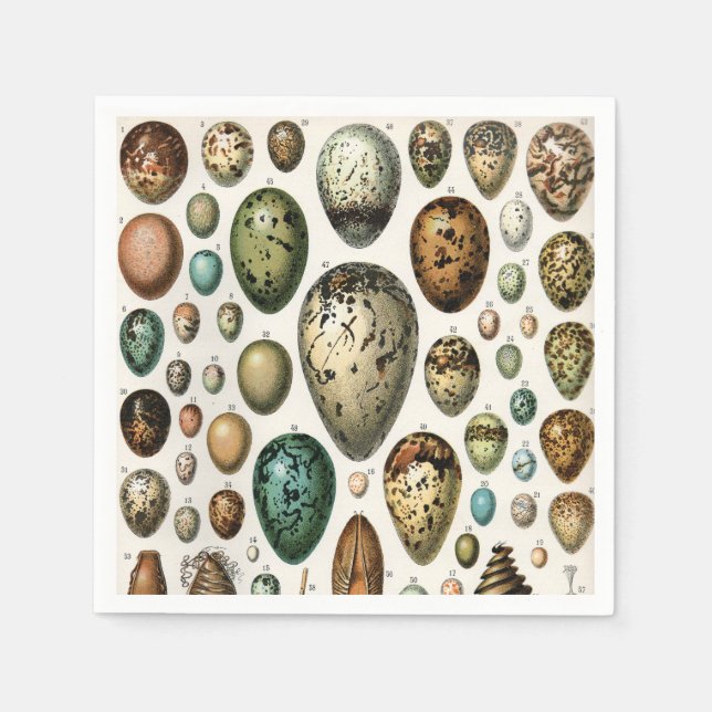 Various kinds of Egg Scientific Illustration Napkin (Front)
