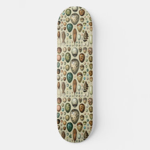 Various kinds of Egg Scientific Illustration Skateboard