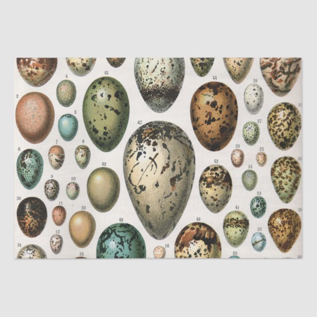 Various kinds of Egg Scientific Illustration Tissue Paper (Front)