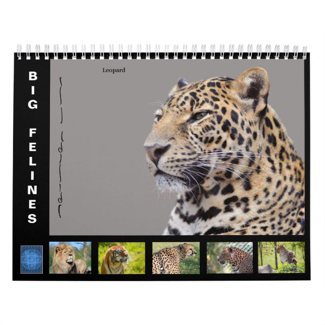 Various large cat-like 12 month calendar (Cover)