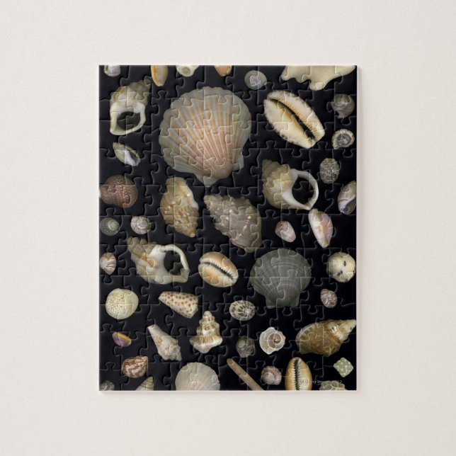 Various sea shells jigsaw puzzle (Vertical)