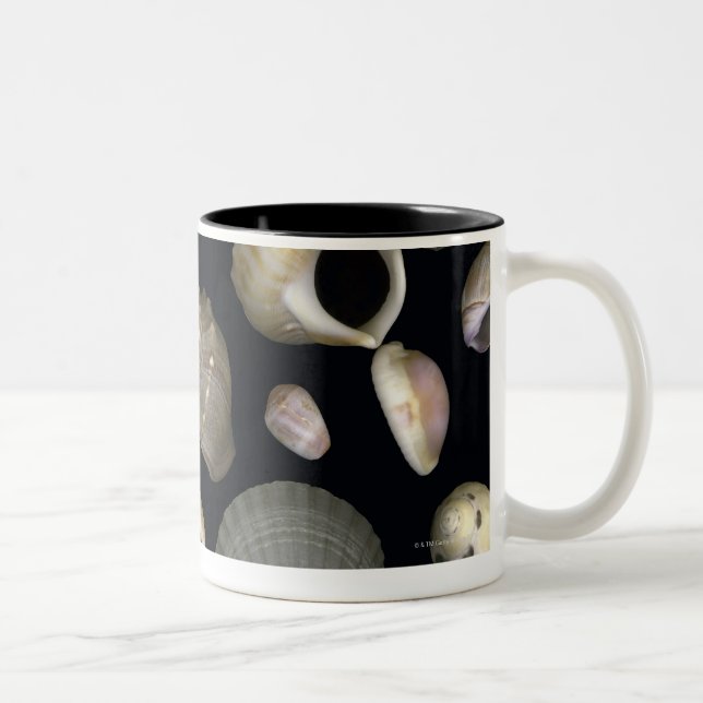 Various sea shells Two-Tone coffee mug (Right)