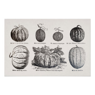 Various species of melons poster