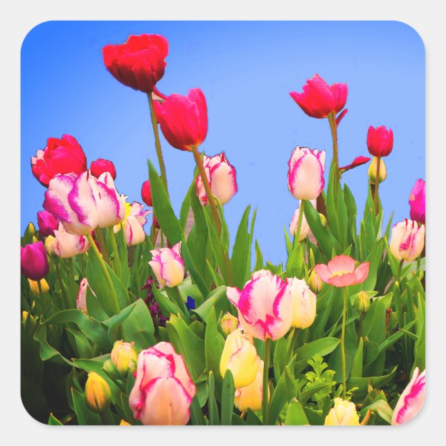 Various Tulips #3 Stickers (Front)