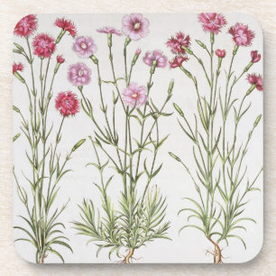 Various varieties of Dianthus, from the 'Hortus Ey Coaster