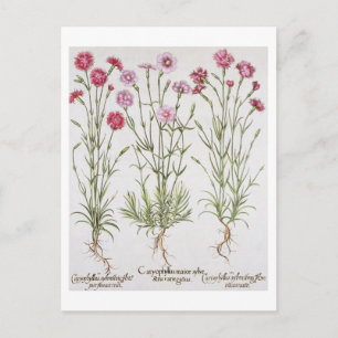 Various varieties of Dianthus, from the 'Hortus Ey Postcard