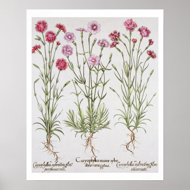Various varieties of Dianthus, from the 'Hortus Ey Poster (Front)