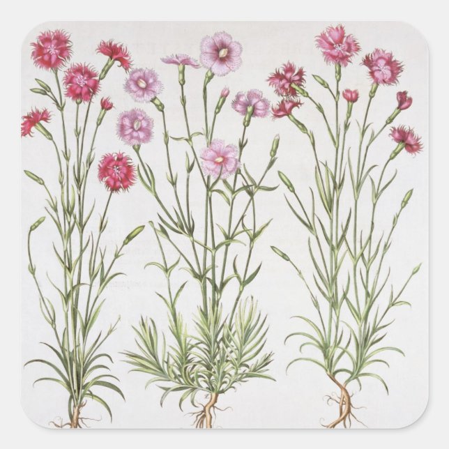 Various varieties of Dianthus, from the 'Hortus Ey Square Sticker (Front)