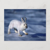 Varying Hare/Snowshoe Rabbit on open snow