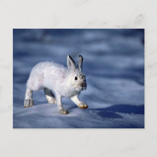 Varying Hare/Snowshoe Rabbit on open snow Postcard (Front)