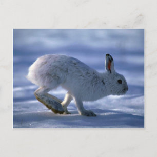 Varying Hare/Snowshoe Rabbit running across open s Postcard