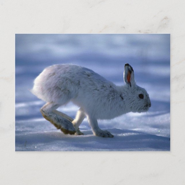 Varying Hare/Snowshoe Rabbit running across open s Postcard (Front)
