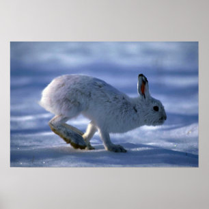 Varying Hare/Snowshoe Rabbit running across open s Poster