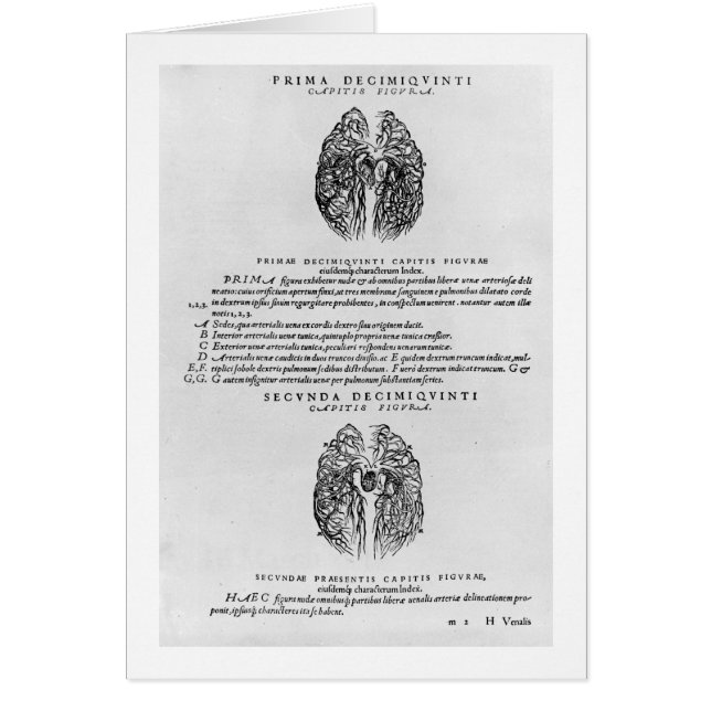 Vascular system of the brain (Front)